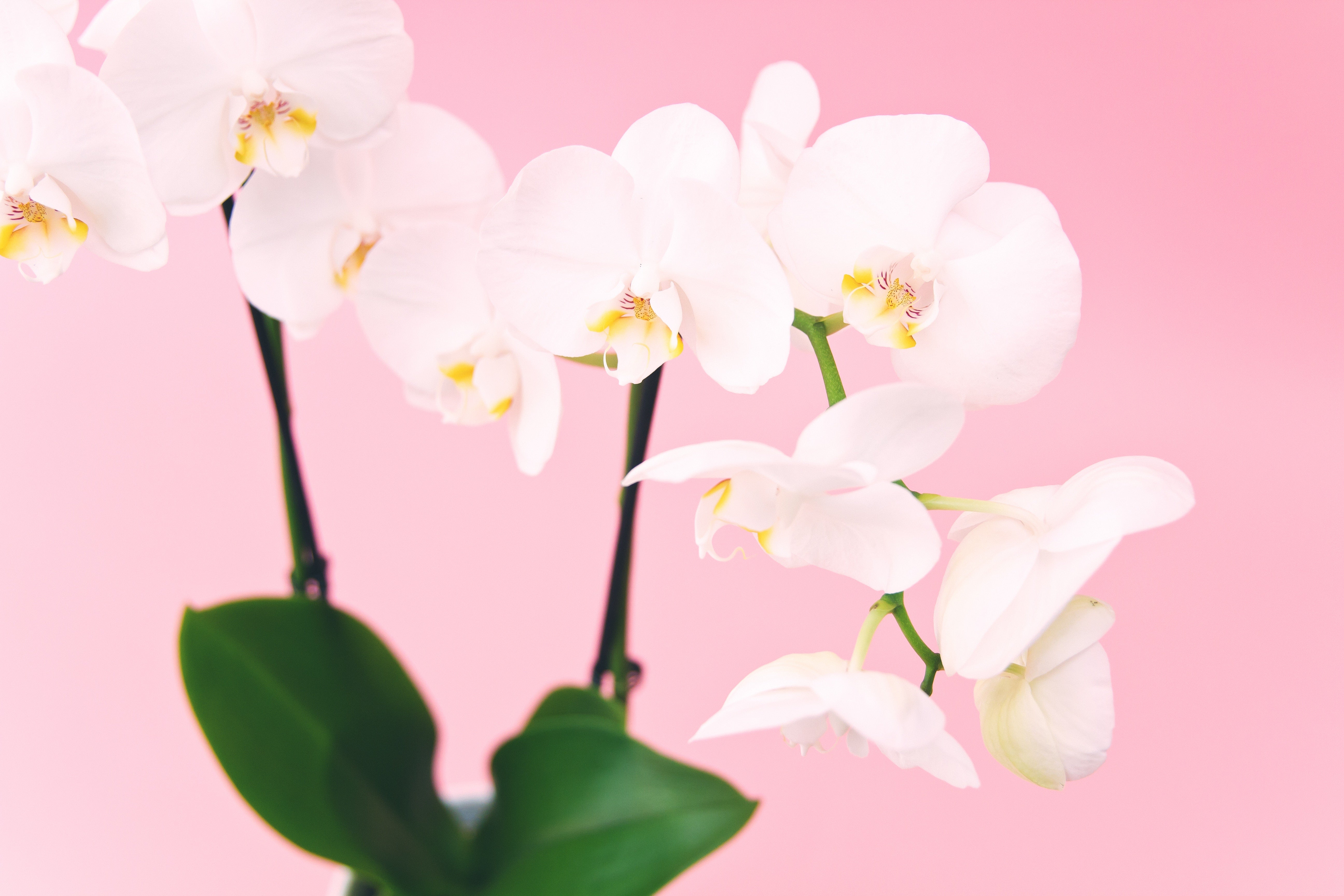 10 Fun Things to do on Mother’s Day